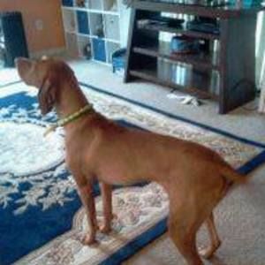 Meet your Posher, Judy